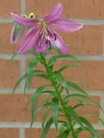 Foto: Dr. Peter Müller